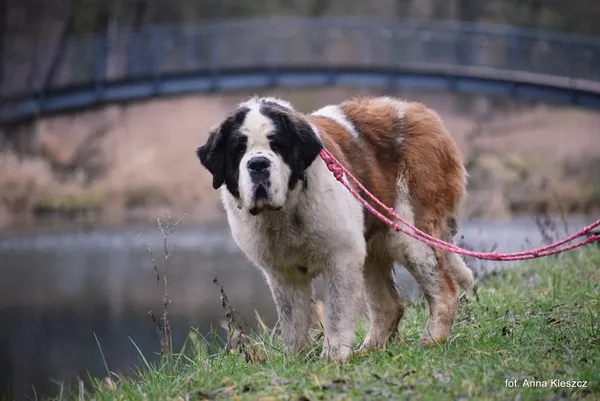 Znaleziono psa, Toruń, 20 stycznia 2025