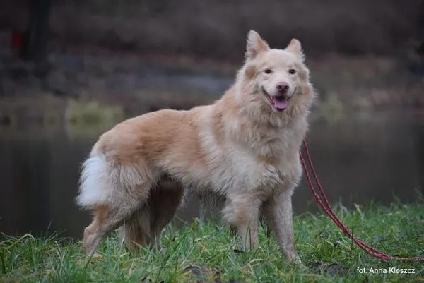 Znaleziono psa, Toruń, 16 stycznia 2025