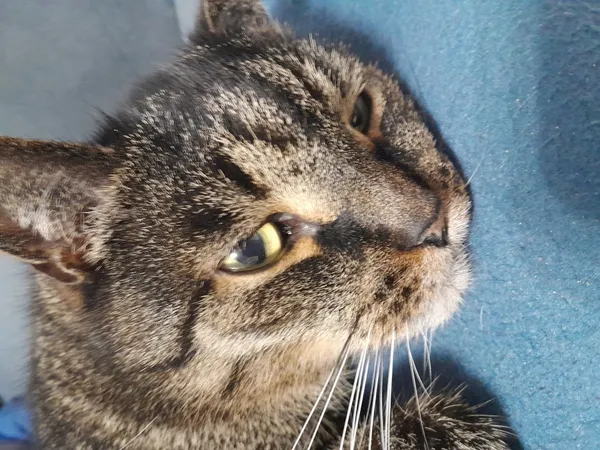 Zaginął kot, Łódź, 13 lutego 2025