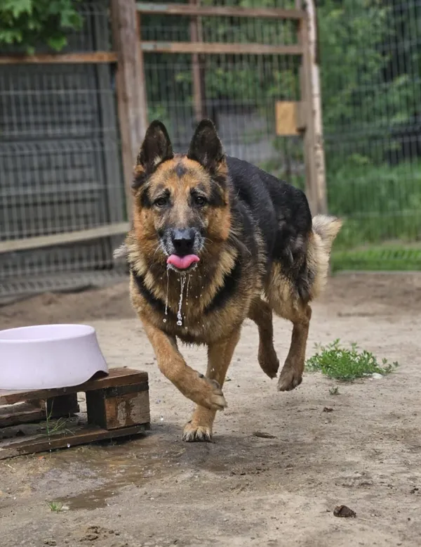 Pies do adopcji, Zgierz, 13 lutego 2025 (1/5)