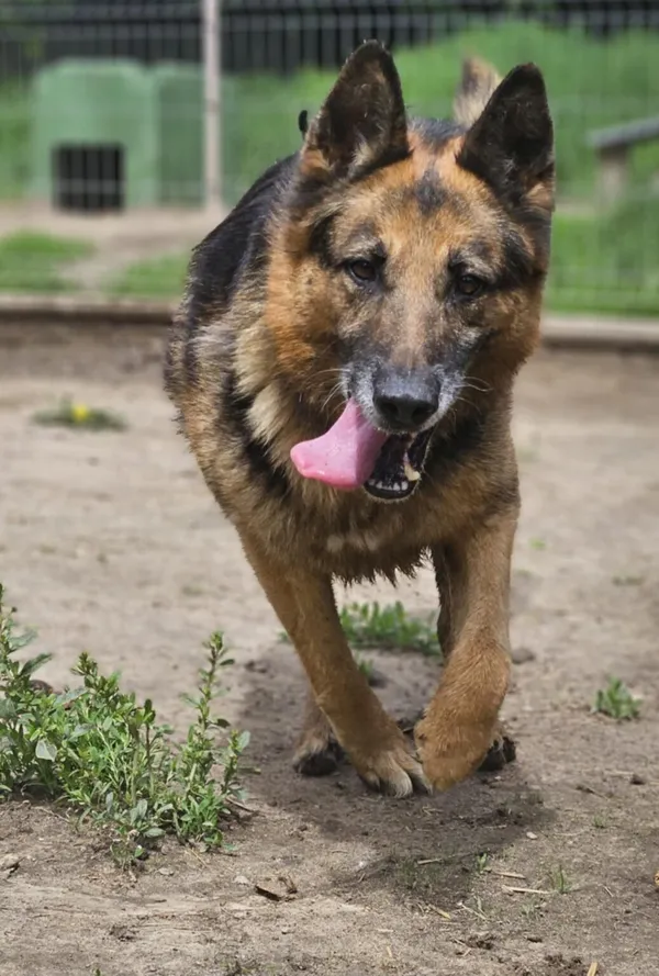 Pies do adopcji, Zgierz, 13 lutego 2025 (2/5)