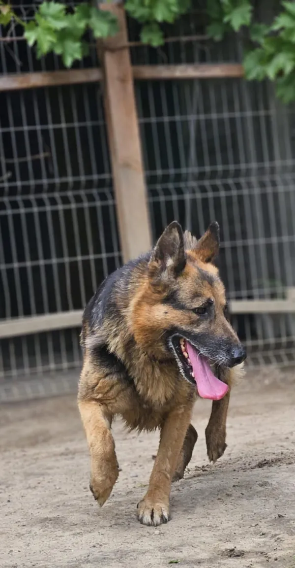 Pies do adopcji, Zgierz, 13 lutego 2025 (5/5)