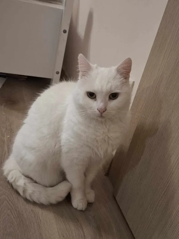 Zaginął kot, Aleksandrów Łódzki, 14 lutego 2025 (3/6)