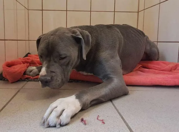 Znaleziono psa, Toruń, 8 lutego 2025