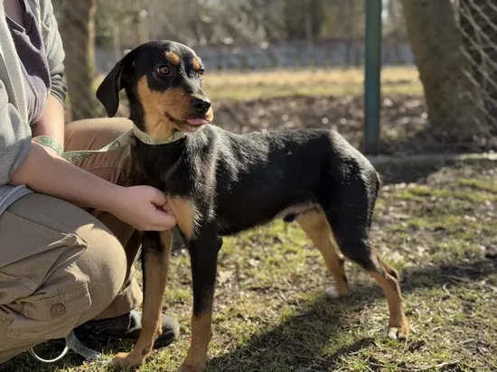 Pies do adopcji, Kraków, 30 stycznia 2025 (1/5)