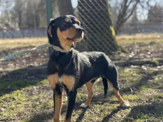 Pies do adopcji, Kraków, 30 stycznia 2025 (2/5)