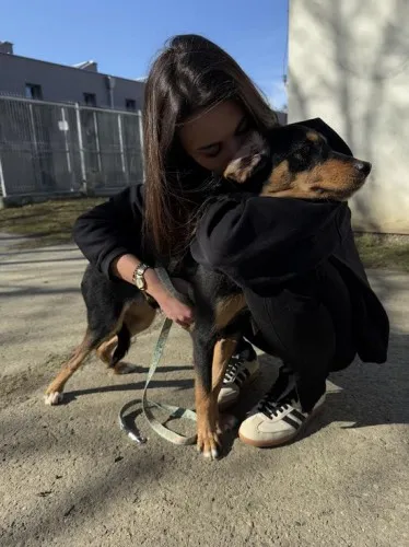 Pies do adopcji, Kraków, 30 stycznia 2025 (3/5)