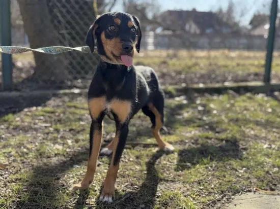 Pies do adopcji, Kraków, 30 stycznia 2025 (4/5)