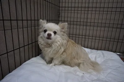 Pies do adopcji, Kraków, 30 stycznia 2025