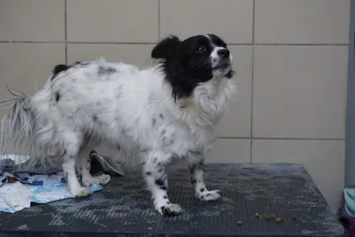 Pies do adopcji, Kraków, 30 stycznia 2025