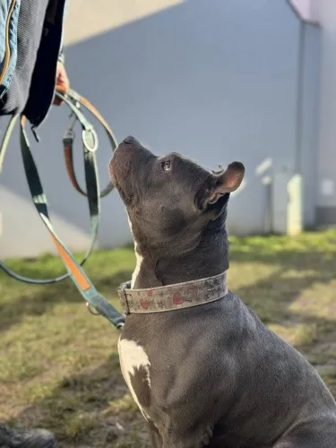 Pies do adopcji, Kraków, 30 stycznia 2025 (1/3)