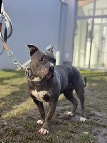 Pies do adopcji, Kraków, 30 stycznia 2025 (2/3)