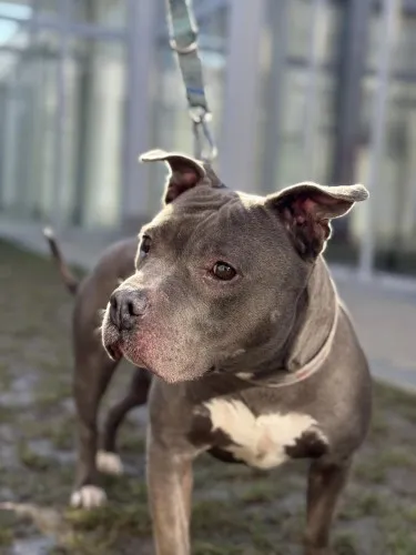 Pies do adopcji, Kraków, 30 stycznia 2025 (3/3)