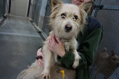 Pies do adopcji, Kraków, 30 stycznia 2025