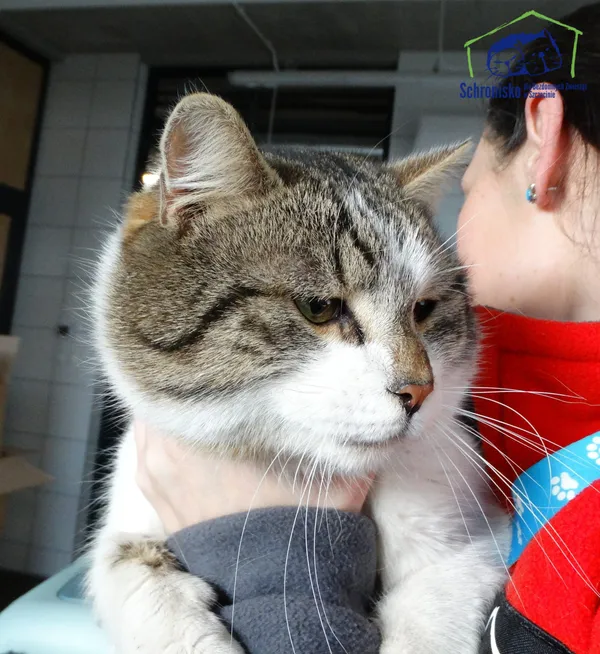 Znaleziono kota, Szczecin, 14 lutego 2025 (1/2)