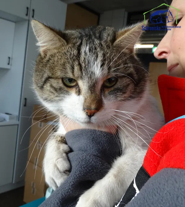 Znaleziono kota, Szczecin, 14 lutego 2025 (2/2)