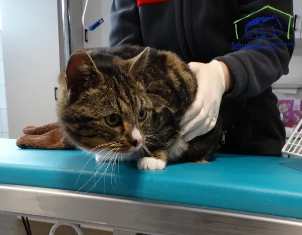 Znaleziono kota, Szczecin, 14 lutego 2025 (2/2)