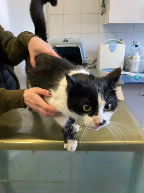 Znaleziono kota, Lublin, 12 lutego 2025