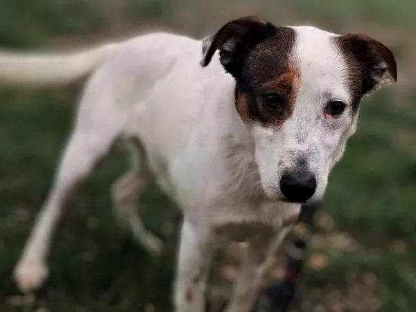 Znaleziono psa, Tatary, 14 lutego 2025 (3/4)