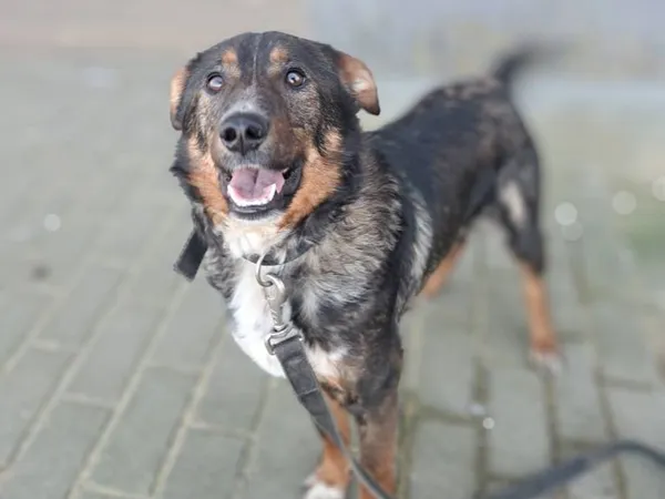 Znaleziono psa, Tatary, 12 lutego 2025 (2/5)