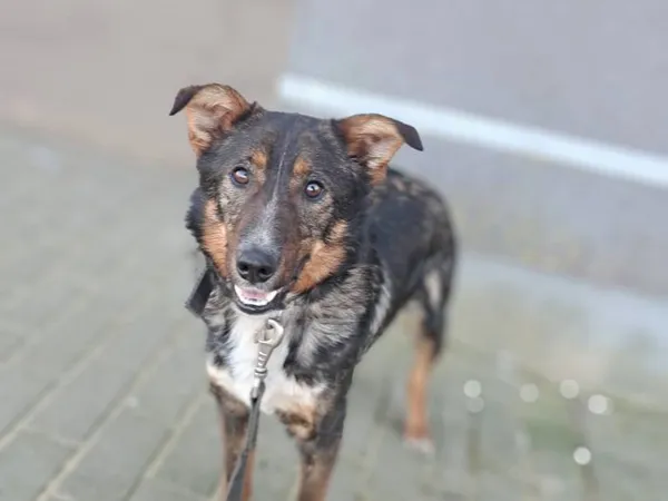 Znaleziono psa, Tatary, 12 lutego 2025 (3/5)