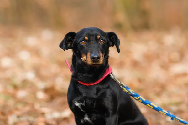 Pies do adopcji, Elbląg, 14 lutego 2025 (5/5)