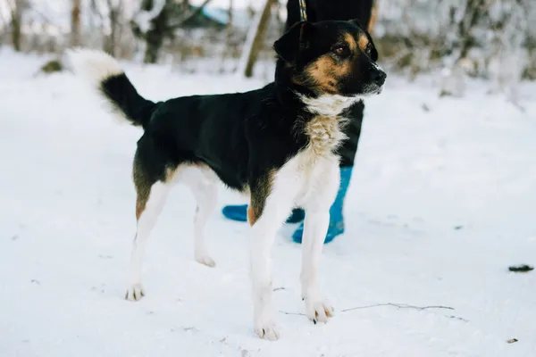 Oddam psa, Siła, 15 lutego 2025 (2/5)