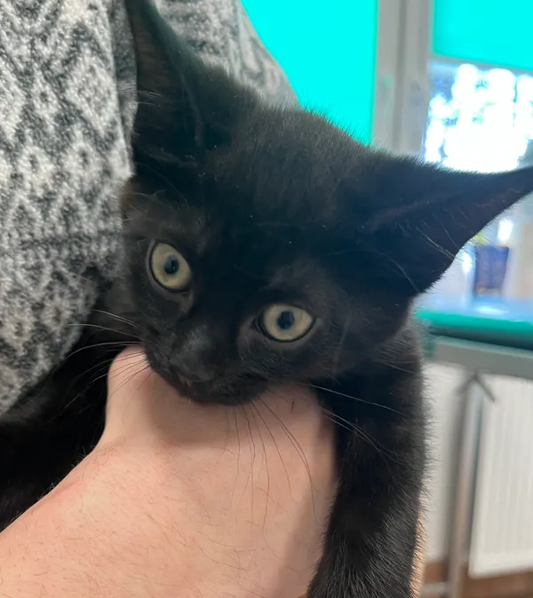 Znaleziono kota, Dobra, 14 lutego 2025