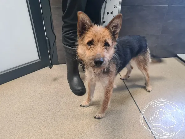 Znaleziono psa, Chełmek, 14 lutego 2025