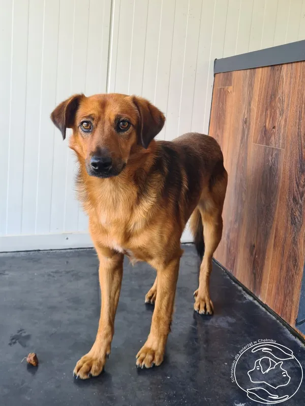 Pies do adopcji, Chełmek, 29 lipca 2024