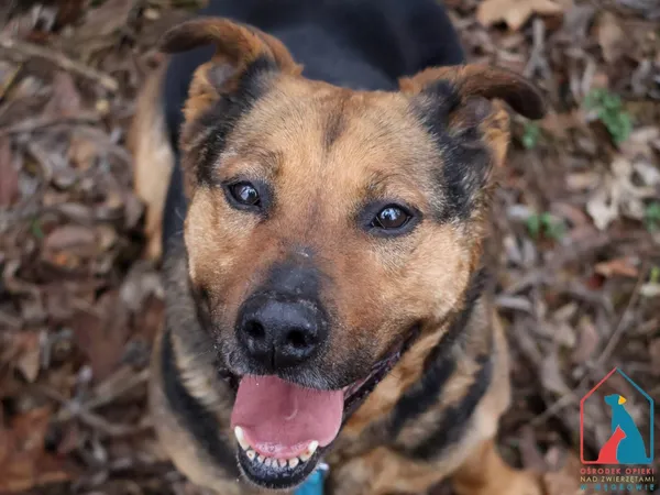 Pies do adopcji, Grudziądz, 29 października 2024 (1/5)