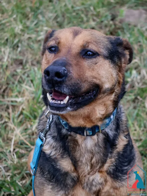 Pies do adopcji, Grudziądz, 29 października 2024 (2/5)