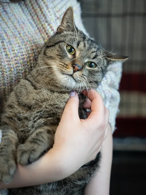 Znaleziono kota, Sosnowiec, 11 lutego 2025 (1/5)