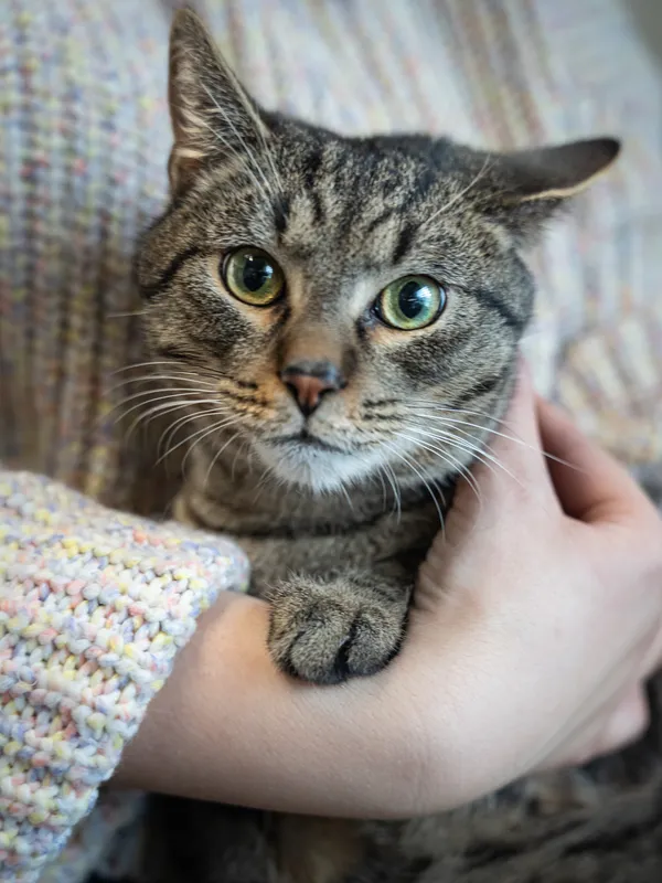 Znaleziono kota, Sosnowiec, 11 lutego 2025 (2/5)