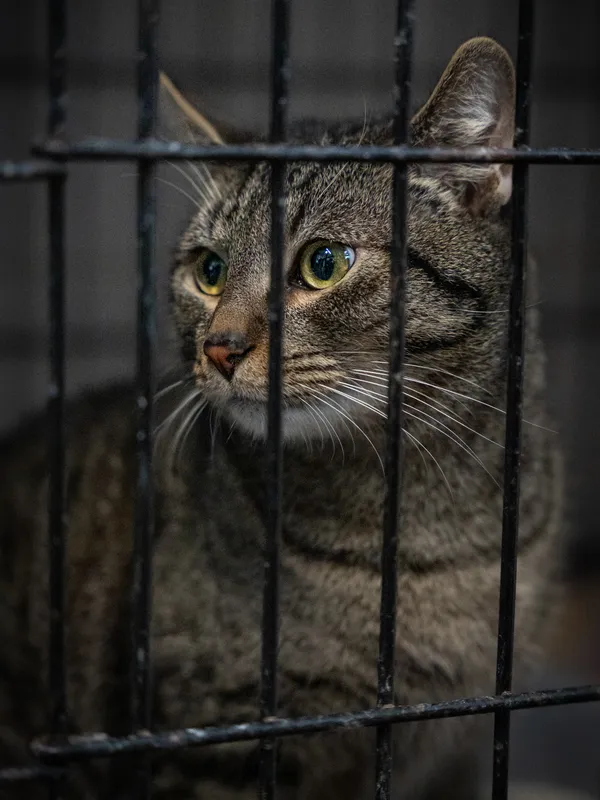 Znaleziono kota, Sosnowiec, 11 lutego 2025 (5/5)