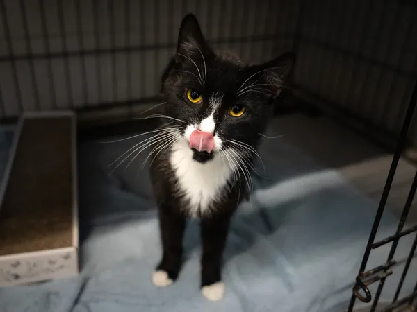 Znaleziono kota, Sosnowiec, 10 lutego 2025 (2/4)