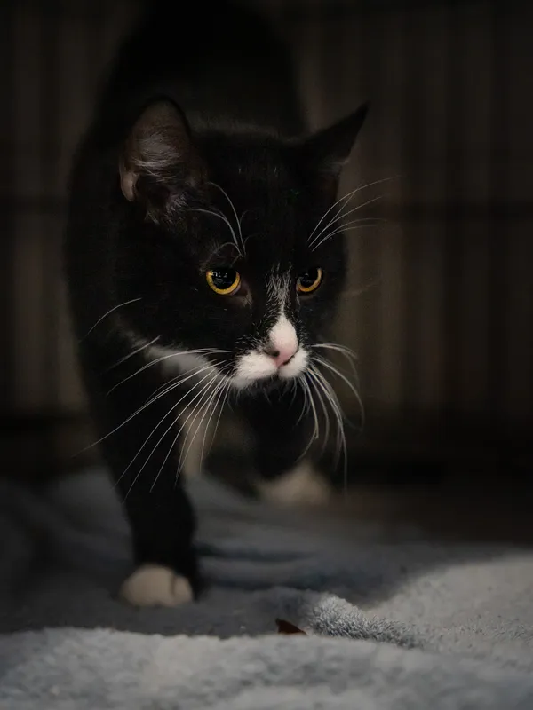 Znaleziono kota, Sosnowiec, 10 lutego 2025 (3/4)