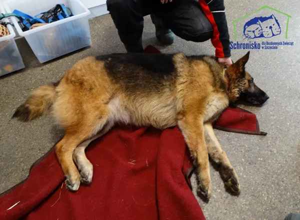 Znaleziono psa, Szczecin, 15 lutego 2025 (1/2)