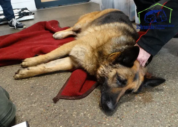 Znaleziono psa, Szczecin, 15 lutego 2025 (2/2)