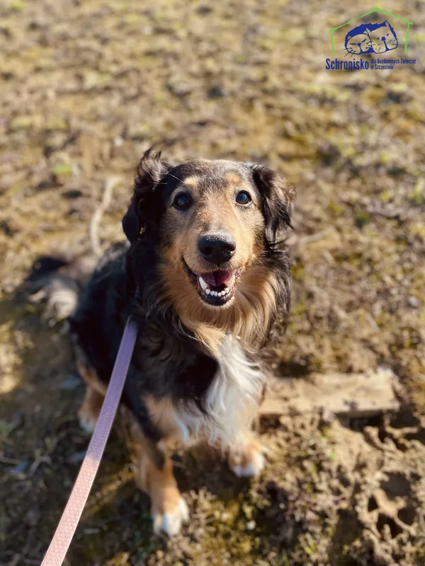 Znaleziono psa, Szczecin, 15 lutego 2025 (1/4)