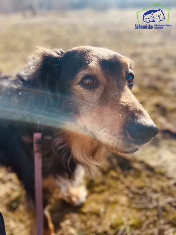 Znaleziono psa, Szczecin, 15 lutego 2025 (3/4)