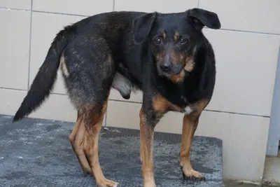 Pies do adopcji, Kraków, 31 stycznia 2025