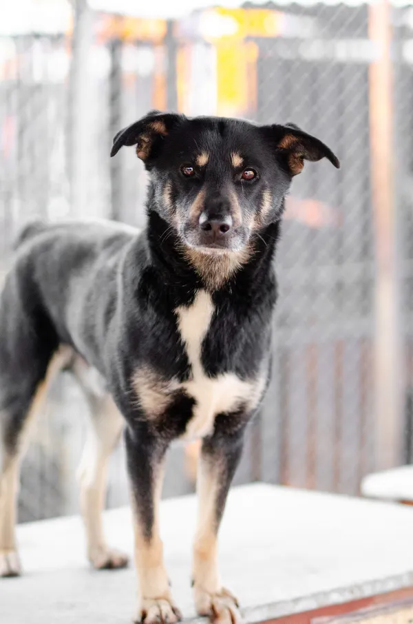 Oddam psa, Sopot, Oliwa, 16 lutego 2025 (1/2)