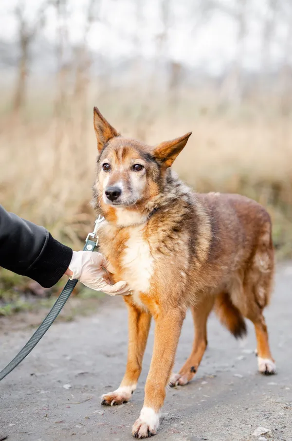 Oddam psa, Włocławek, Śródmieście, 16 lutego 2025 (3/5)