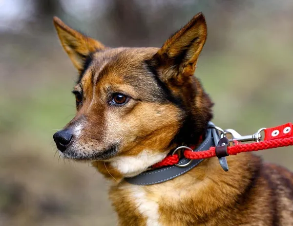 Oddam psa, Włocławek, Śródmieście, 16 lutego 2025 (4/5)