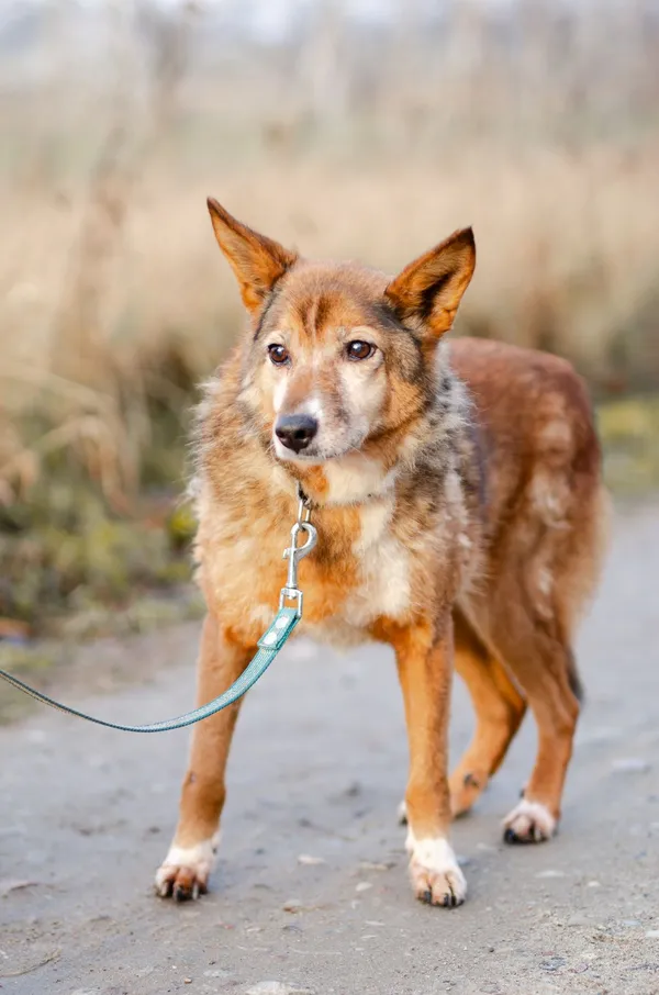 Oddam psa, Włocławek, Śródmieście, 16 lutego 2025 (5/5)