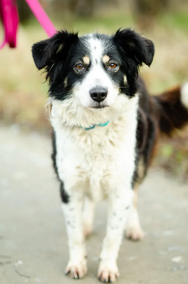 Oddam psa, Warszawa, Szczęśliwice, 16 lutego 2025 (1/5)