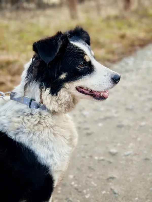 Oddam psa, Warszawa, Szczęśliwice, 16 lutego 2025 (4/5)