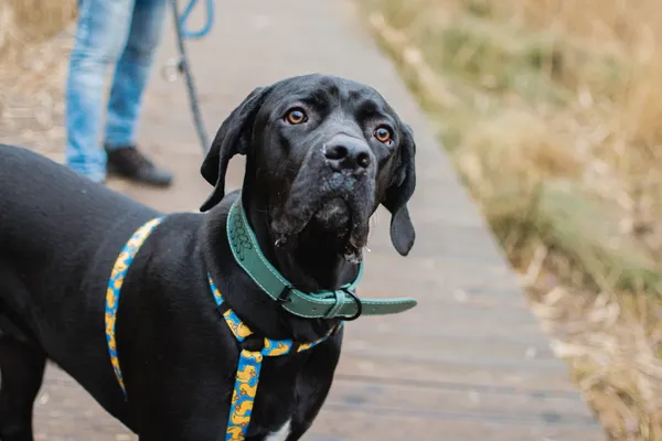 Pies do adopcji, Sosnowiec, 11 lutego 2025 (3/5)