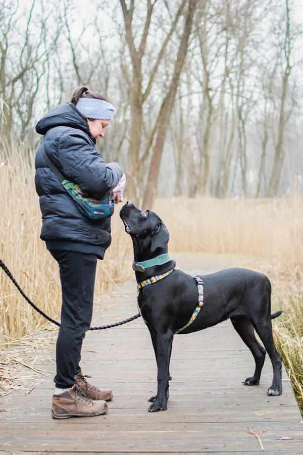 Pies do adopcji, Sosnowiec, 11 lutego 2025 (4/5)